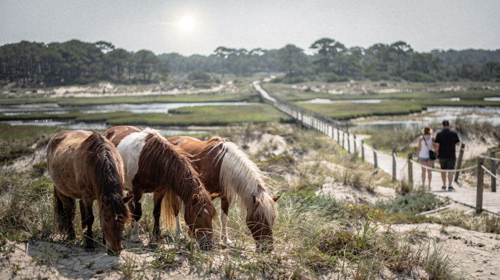 The Wild Ponies of Assateague