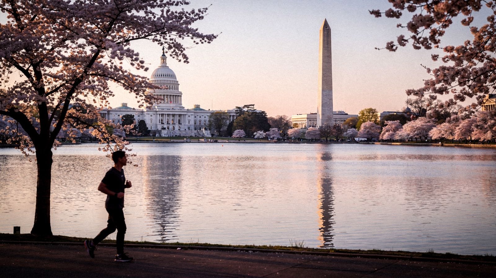 When Do the Cherry Blossoms Actually Peak?