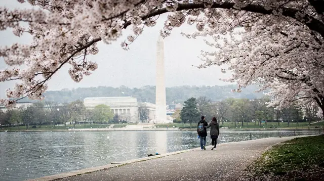 Cherry Blossom