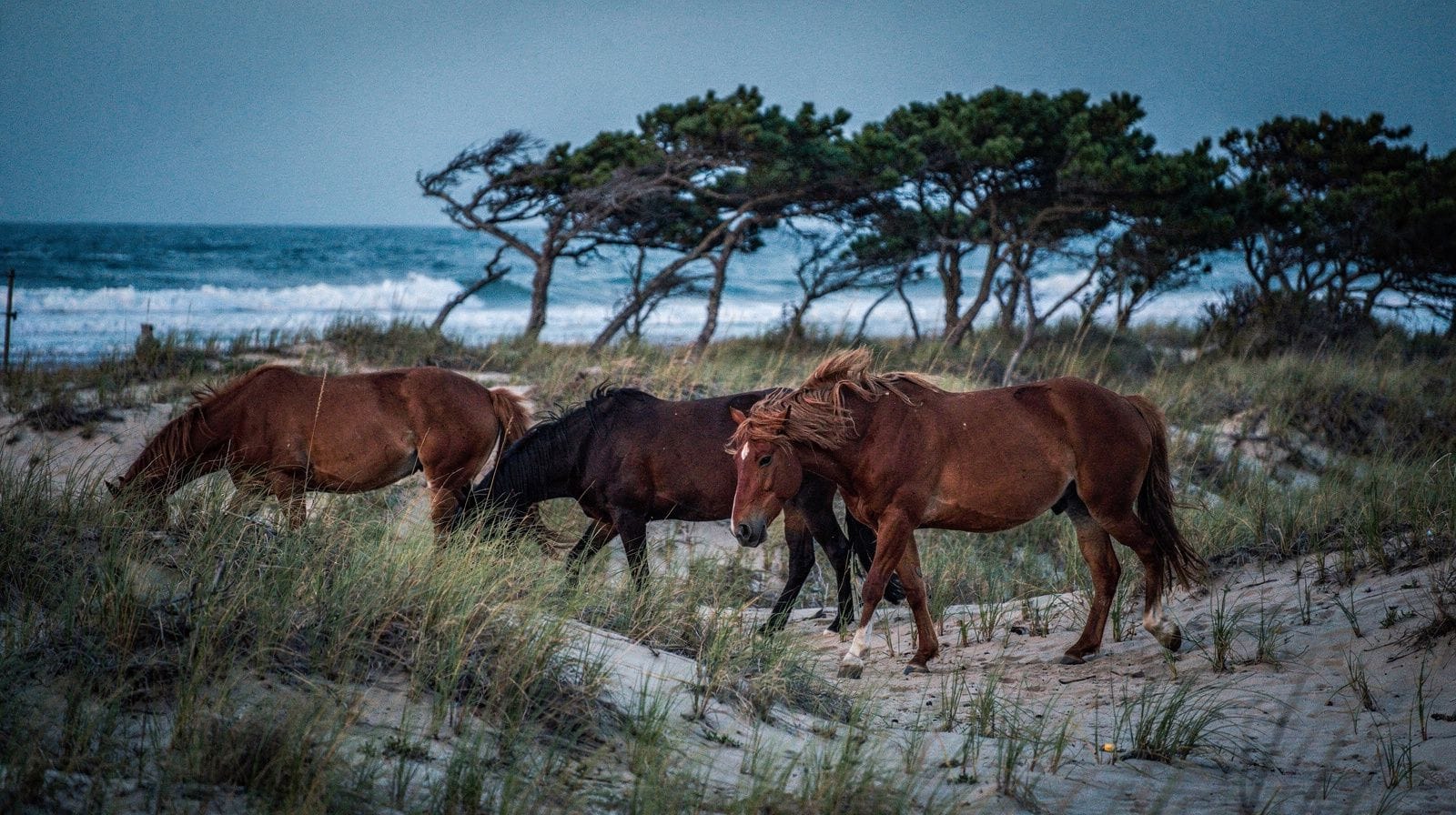 Assateague Island & Berlin
