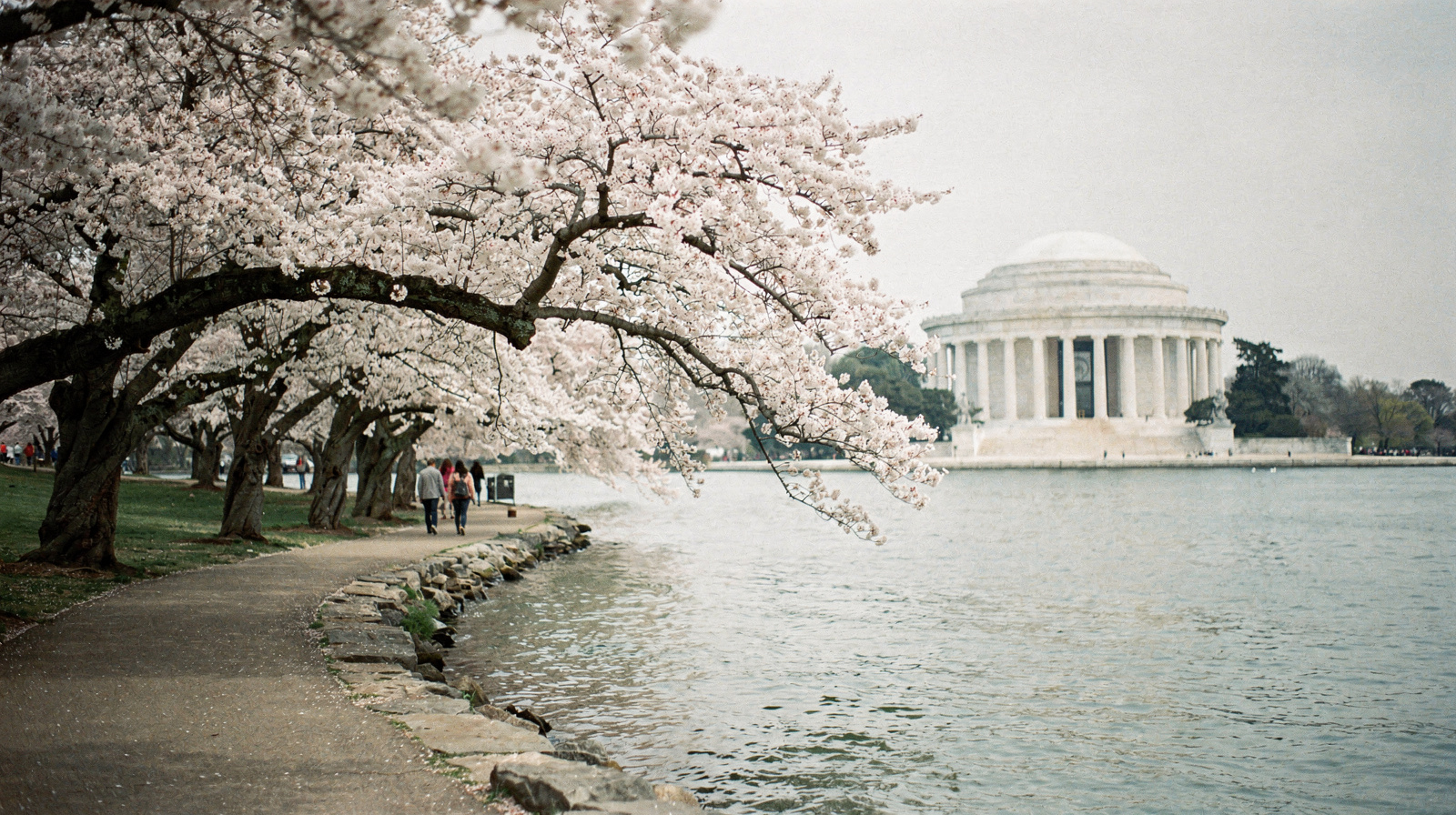 The Tidal Basin & the Cherry Blossoms