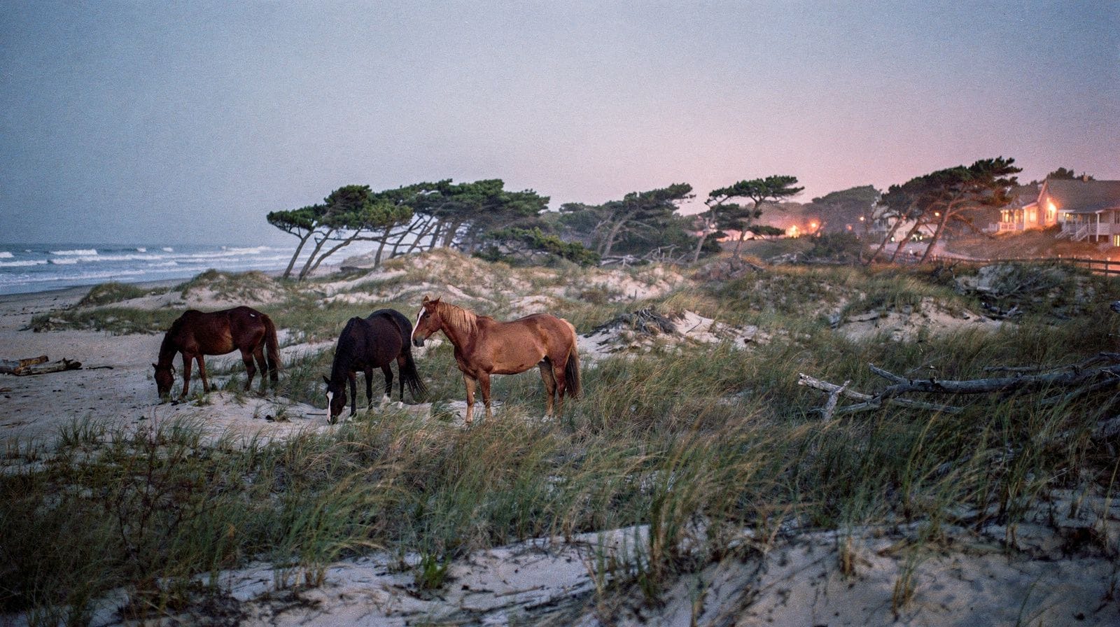 Assateague Island Day Trip from Washington, DC: Is It Worth the Drive?