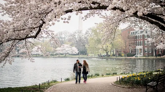 National Cherry Blossom Festival: The Tidal Basin Guide