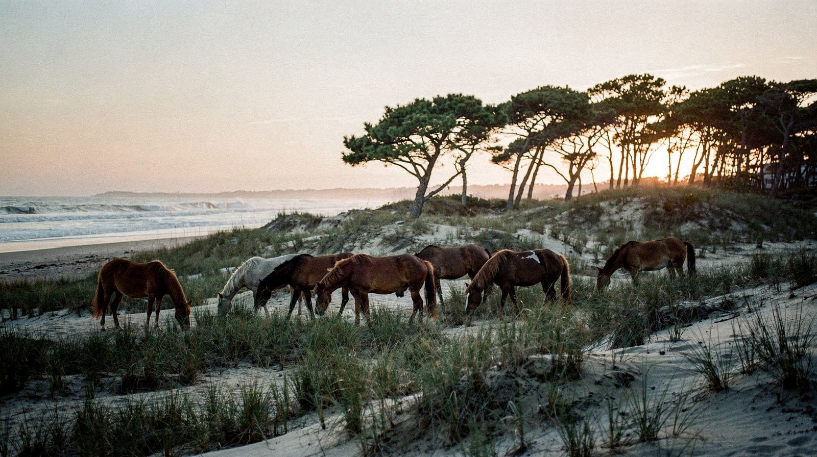 Things to Do in Assateague Island & Berlin, Maryland