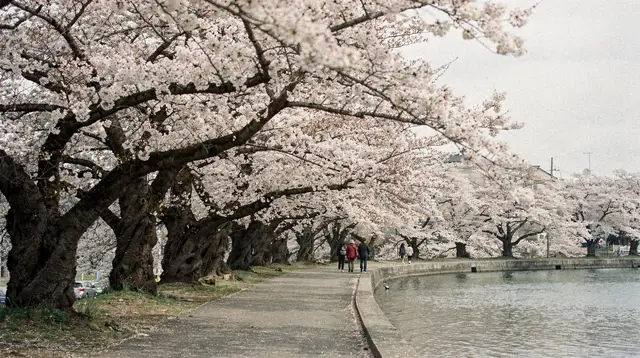 Washington DC Cherry Blossoms: When They Actually Bloom