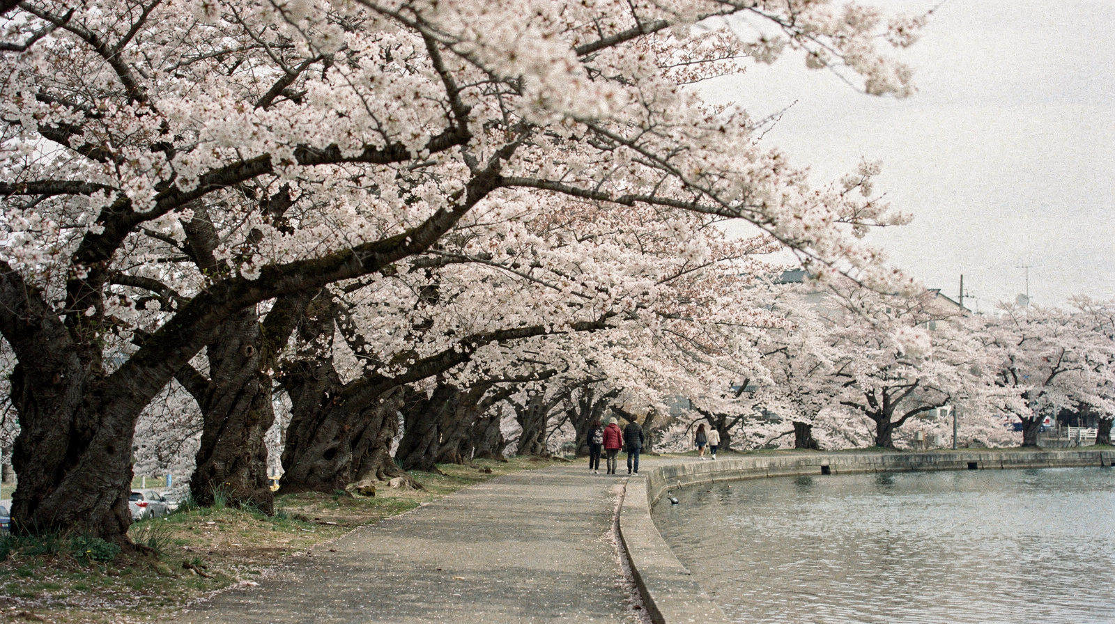 Washington DC Cherry Blossoms: When They Actually Bloom